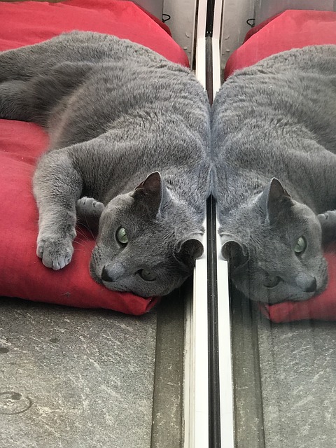 gato acostado junto a un espejo, se ve su imagen en el mismo