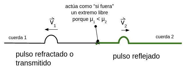 Se muestran el pulso reflejado (que se mueve hacia la derecha con velocidad v2) en la cuerda verde de la derecha que no está invertido con respecto al pulso incidente, se explica que la unión de las cuerdas actúa como si fuera un extremo libre porque la densidad lineal de masa de la cuerda 1 es menor que la de la cuerda 2. En la cuerda 1 se muestra el pulso refractado o transmitido que se desplaza hacia la izquierda con velocidad v1..