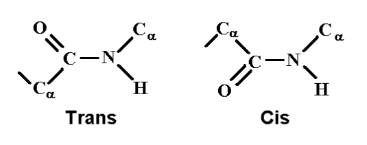 cis-trans enlace peptídico