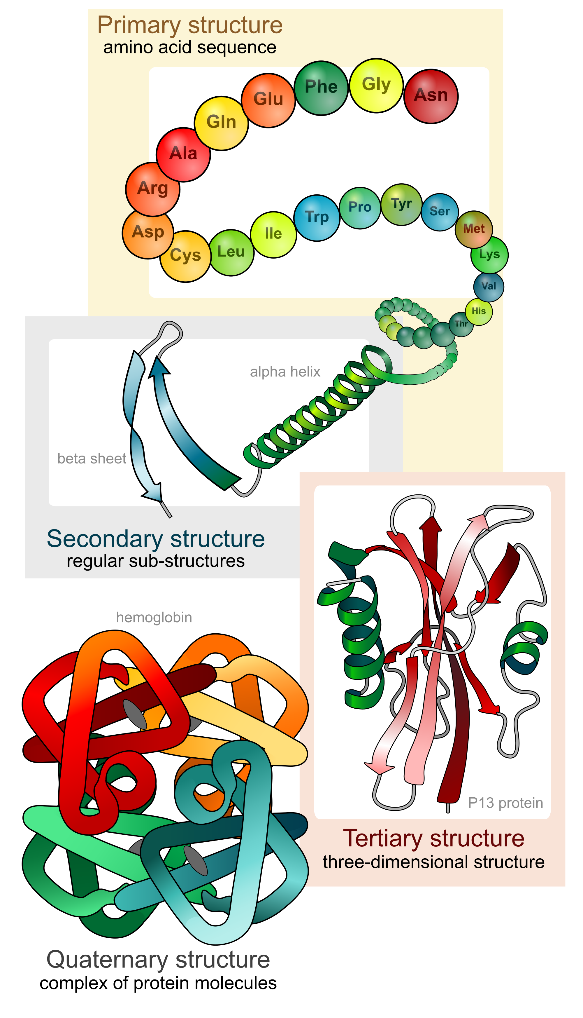 Niveles estructurales de las proteínas