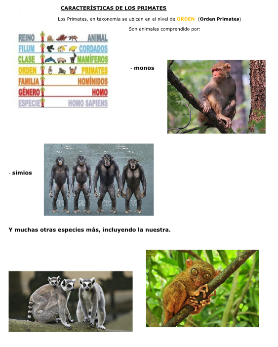 imágenes de primates