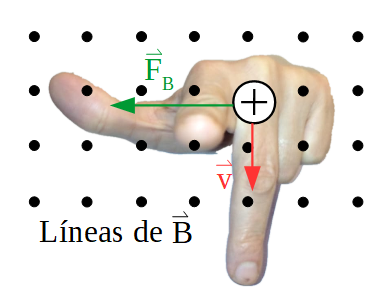 Representación de la regla de la mano izquierda para un campo magnético saliente al plano de la pantalla y la velocidad de la partícula vertical hacia abajo. La fuerza magnética queda horizontal a la izquierda.