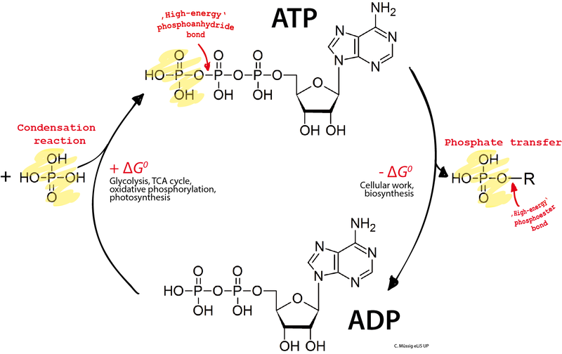 Transformación ATP-ADP