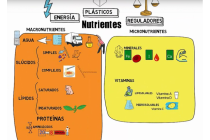 Biomoléculas y otros nutrientes