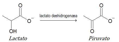 oxidorreductasas