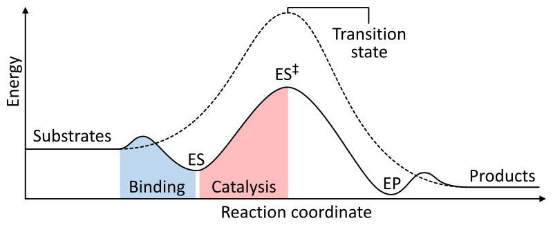 Niveles de energía de catálisis enzimática
