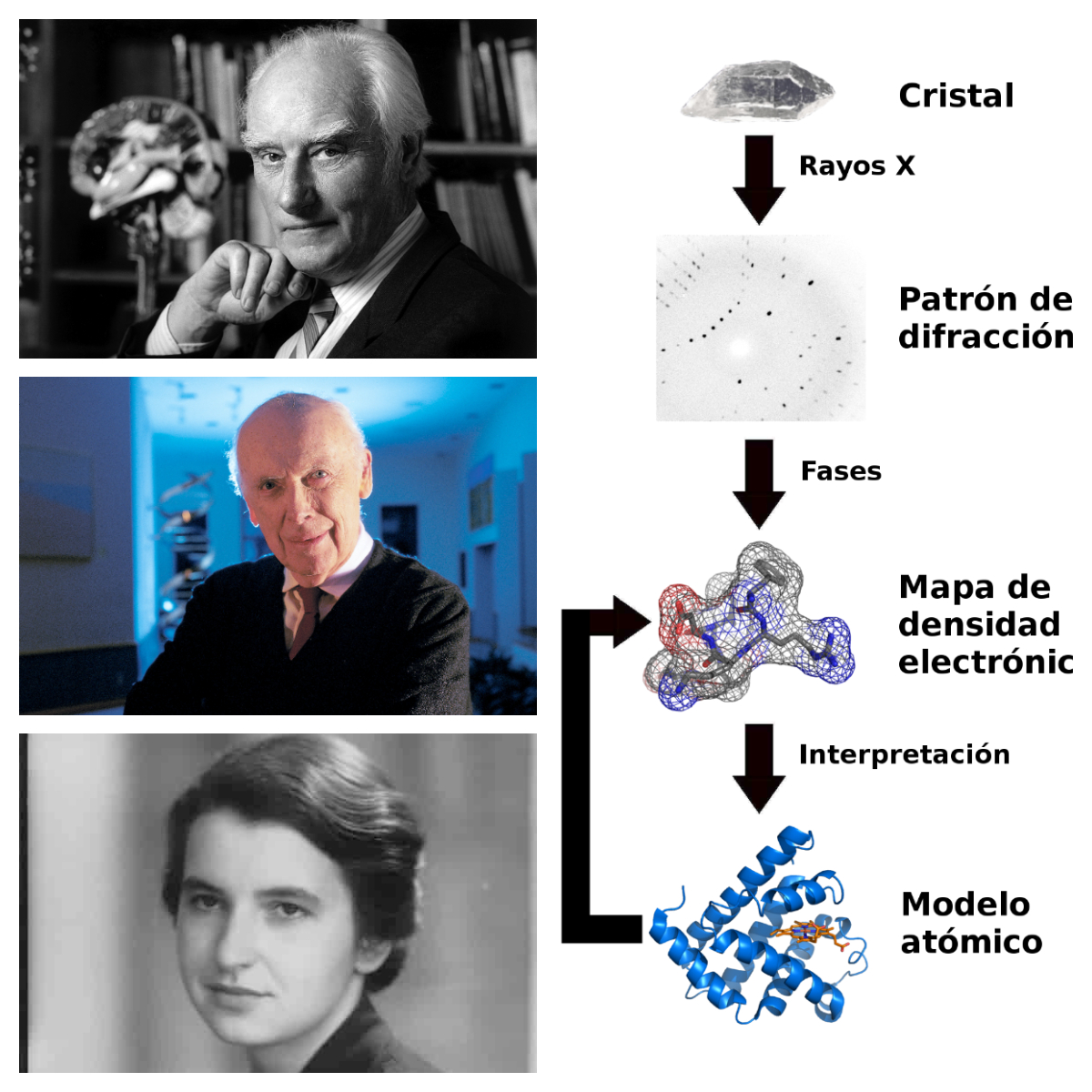 Retratos de Crick, Watson y Franklin. Esquema de difracción de los rayos x para estudiar la estructura de un cristal