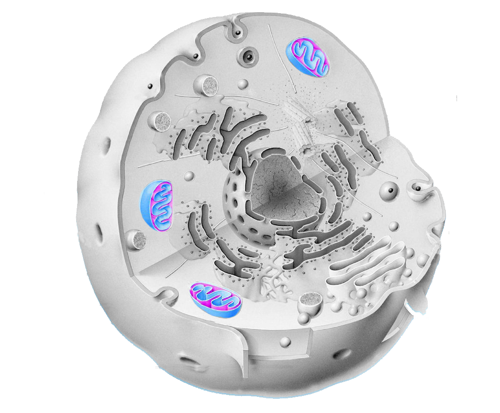 Imagen de mitocondrias