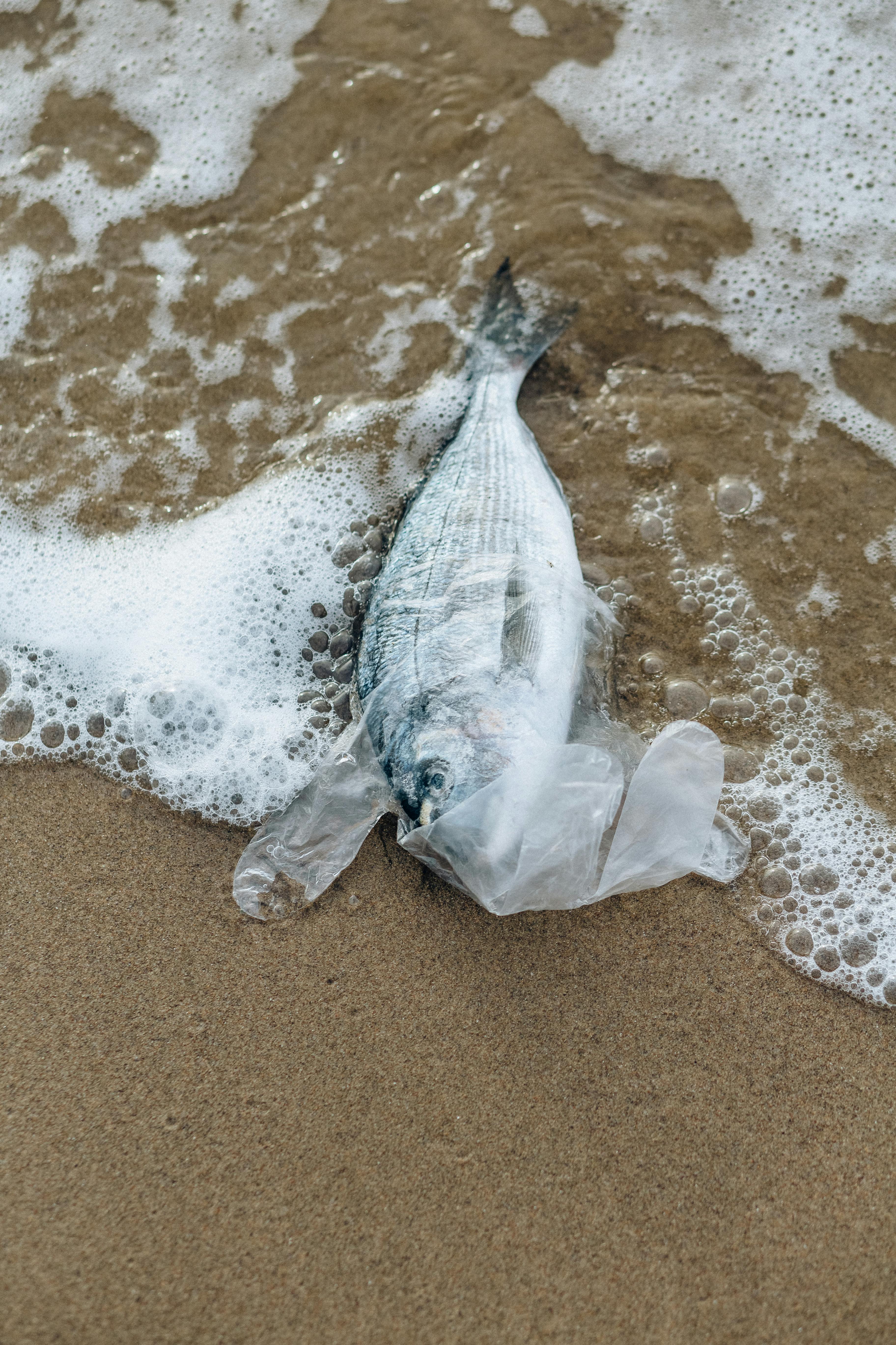 Pez muerto en la orilla de la playa con un guante de plástico en la cabeza